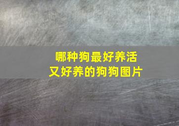 哪种狗最好养活又好养的狗狗图片